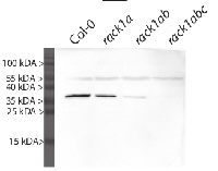 RACK1A | Receptor for activated C kinase 1A in the group Antibodies Plant/Algal / Developmental Biology / Signal transduction at Agrisera AB (Antibodies for research) (AS11 1810)